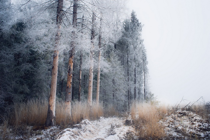 Winter forest with frosted trees and a snowy path