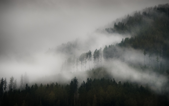 Misty forest on a mountain slope