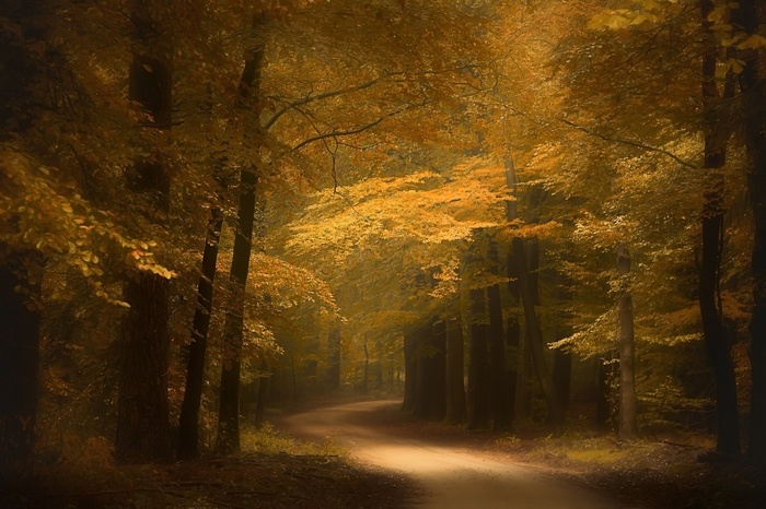 A winding road through a forest in autumn