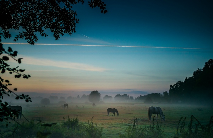 Horses grazing in a misty field at sunrise in Germany