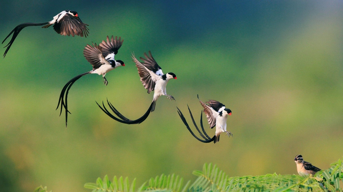 Four swallow-tailed birds in flight over green foliage