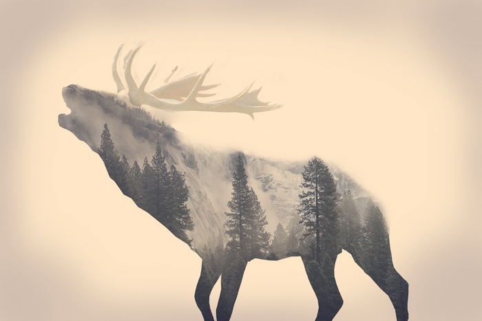 Double exposure of a roaring elk and a misty forest landscape