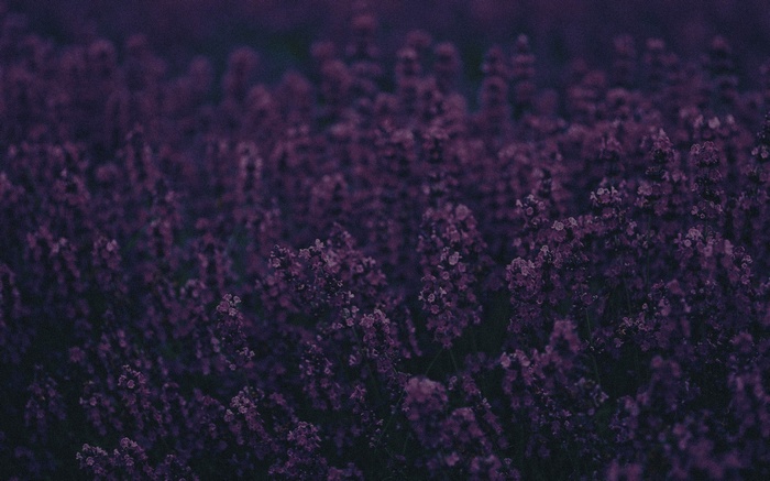 Field of purple lavender flowers