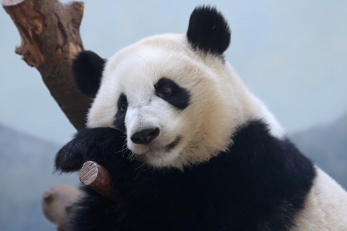 Giant panda resting on a tree branch