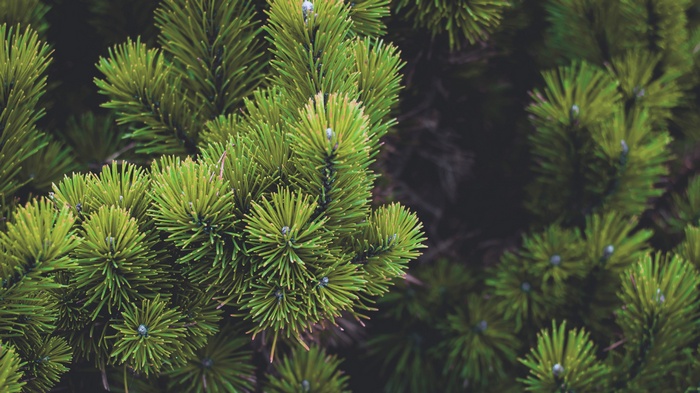 Close-up of green pine tree needles