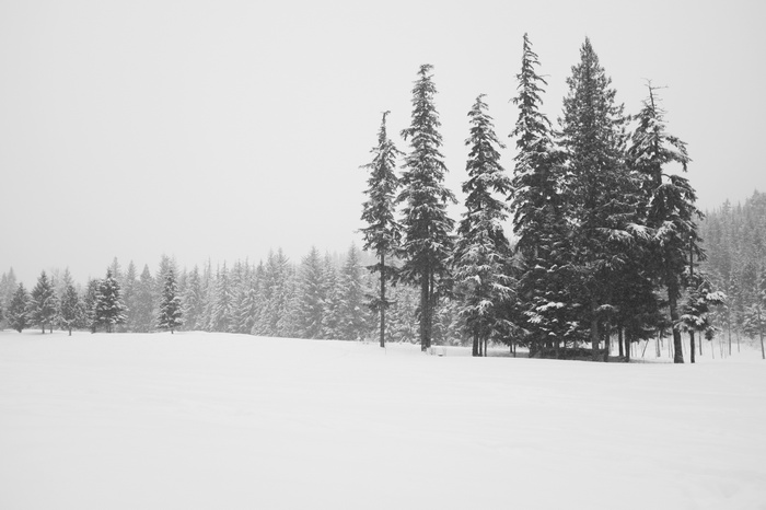 Snowy forest landscape with tall evergreen trees