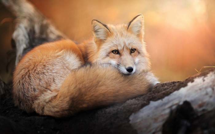Red fox resting on a log