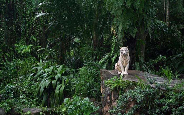 White tiger sitting on a rock in a dense forest