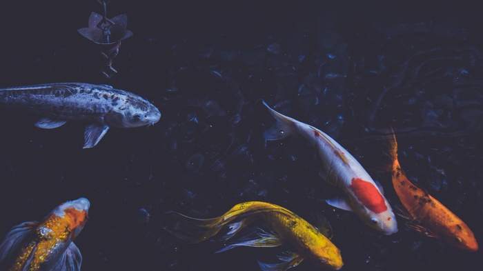 Koi fish swimming in a dark pond