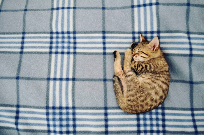 Kitten sleeping on a plaid blanket