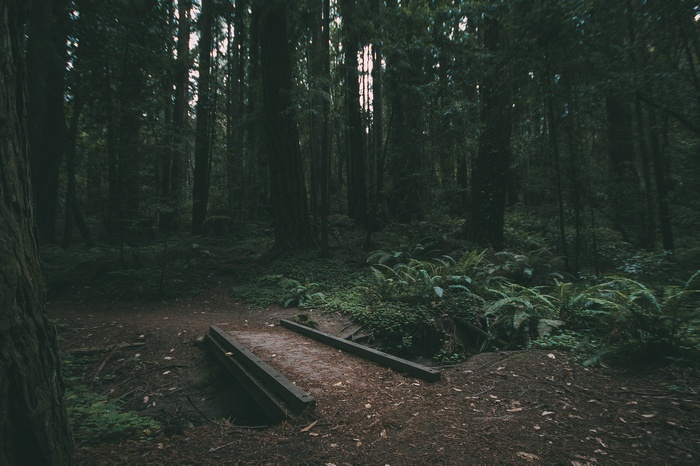 Wooden bridge in a dark redwood forest with ferns