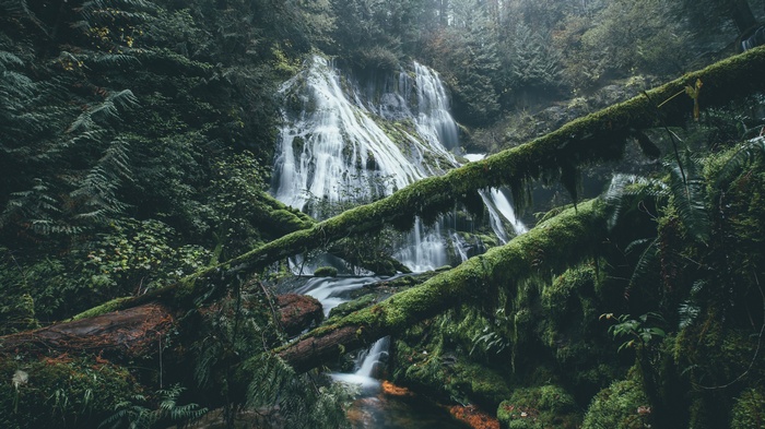 Moss-covered logs in front of a cascading waterfall in a dense forest