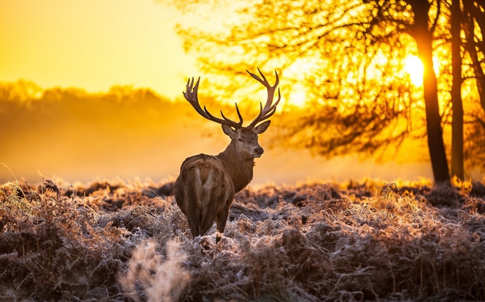 Deer in a frosty field at sunrise