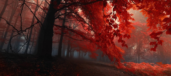 Red forest in fall with sunlight