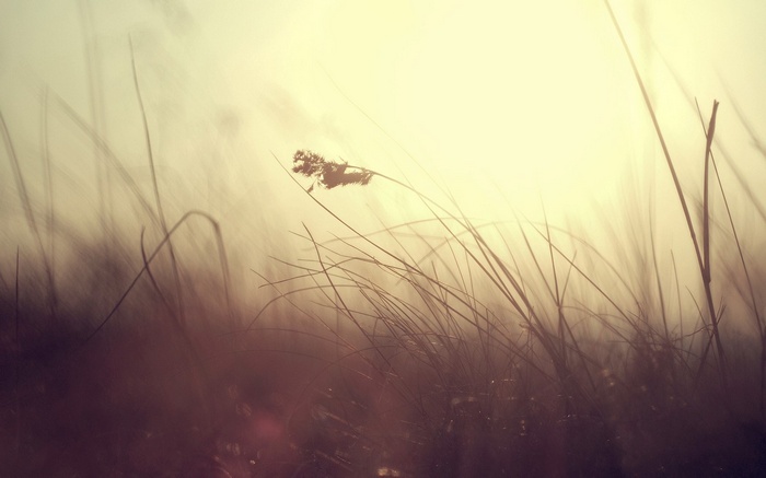 Tall grass in soft light