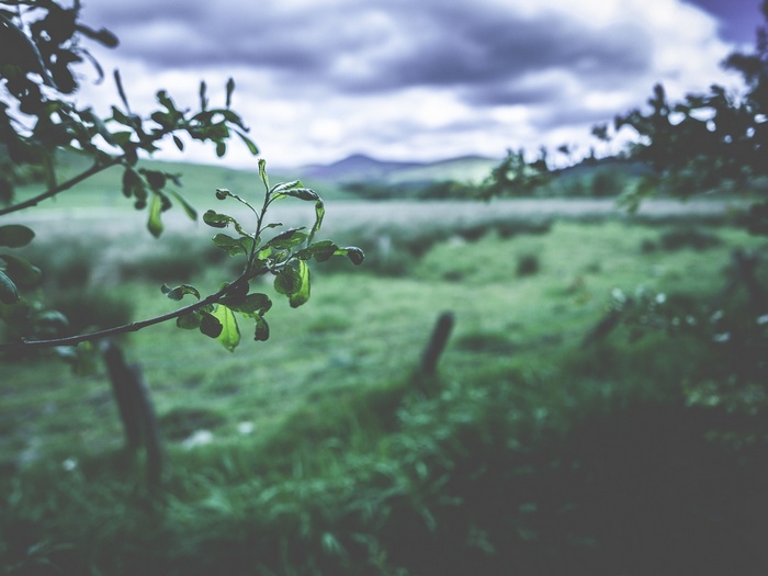 Blurred landscape with foreground leaves and fence