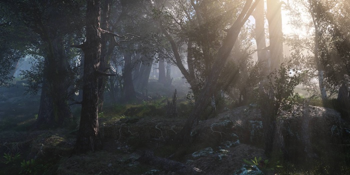 Sunlight filtering through a dark, misty forest