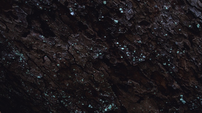 Close-up of dark tree bark with moss