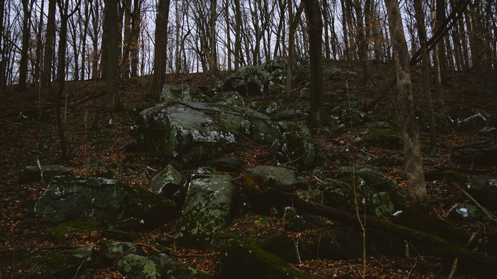 Forest with large rocks and bare trees
