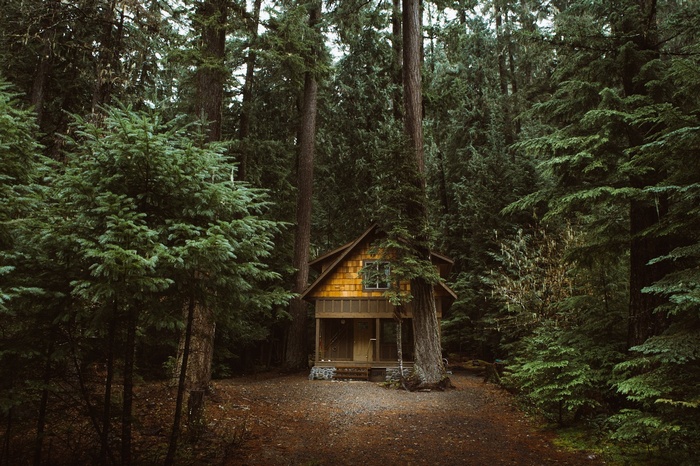 Wooden cabin in a dense evergreen forest