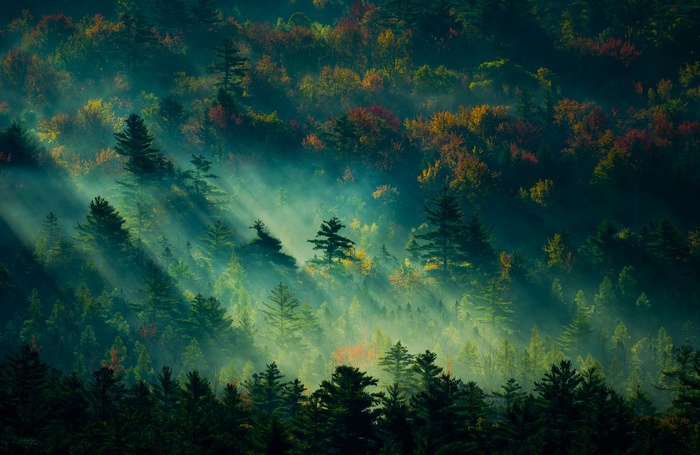 mist, forest, trees, landscape, sunbeams, fall, England, nature, dappled sunlight