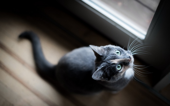 A gray cat with green eyes looks up