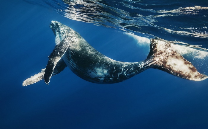 Humpback whale swimming underwater near the surface