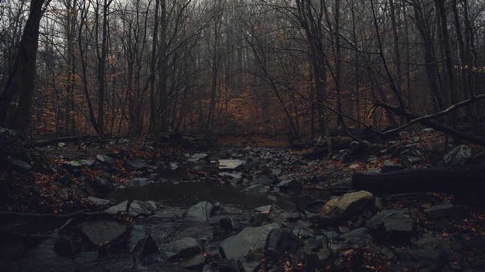 Dark forest with a stream in fall
