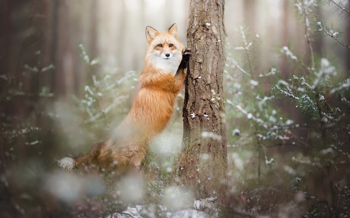 Fox leaning on a tree in a snowy forest