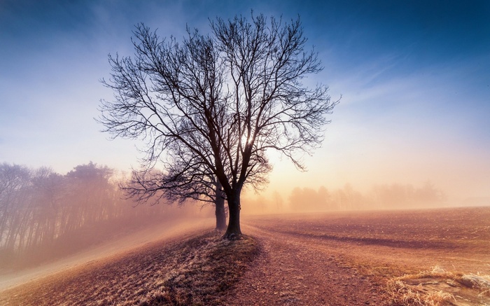 Bare tree in a misty field at sunrise
