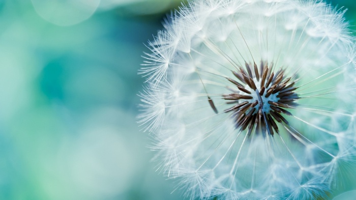 Close-up of a dandelion seed head