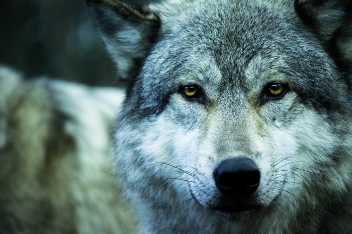 Close-up portrait of a grey wolf