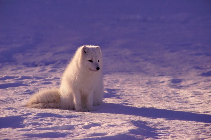 Arctic fox sitting in the snow