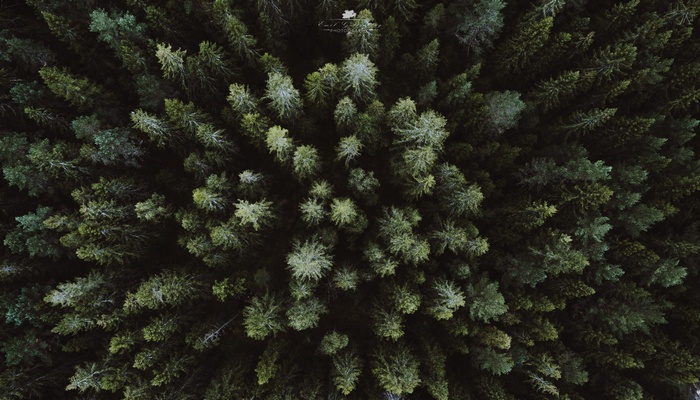 Aerial view of a dense forest