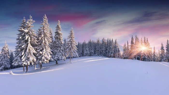 Snow-covered pine trees at sunrise