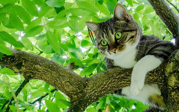 Tabby cat with green eyes perched on a tree branch