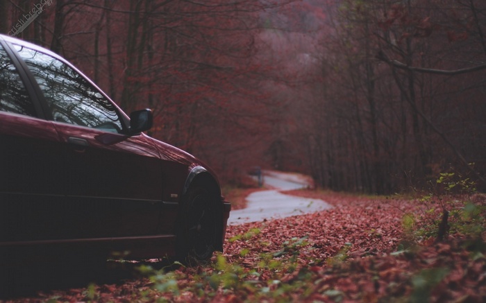 Red BMW car on a road in a fall forest