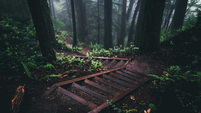 Wooden stairs descending into a misty forest
