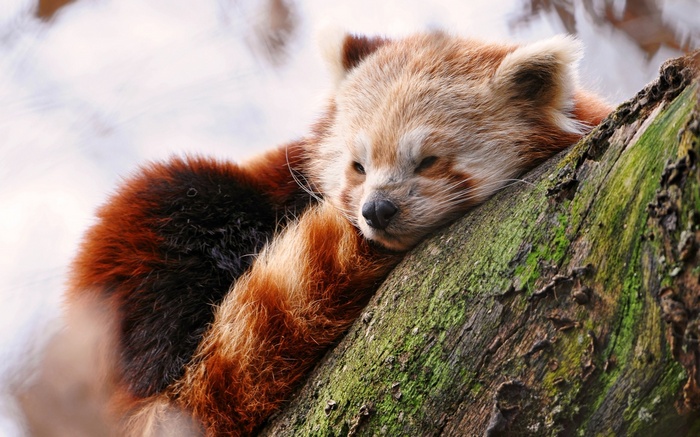 Red panda sleeping on a tree branch