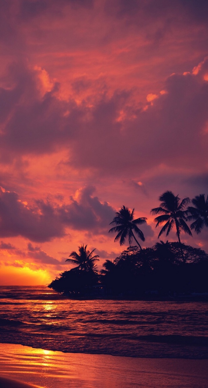 Sunset over the ocean with palm trees