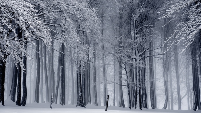 Monochrome winter forest covered in snow and mist