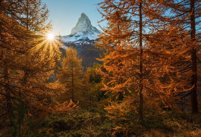 Autumn forest with Matterhorn peak and sun rays