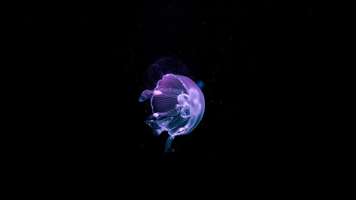 A bioluminescent jellyfish floats in the dark ocean