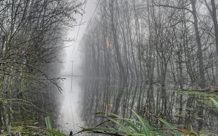 Flooded landscape with trees and power lines in fog