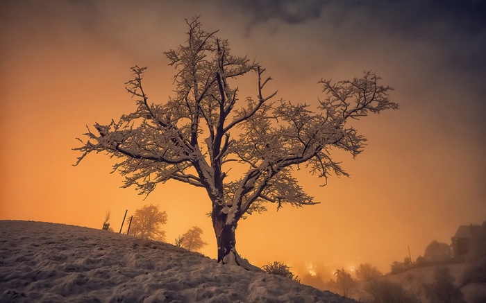 Snow-covered tree on a hill at sunset