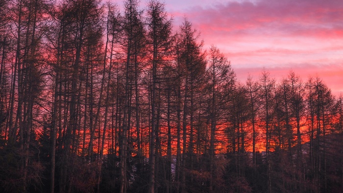 Silhouette of trees against a vibrant sunset sky