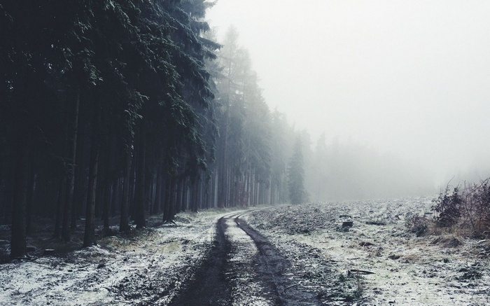 A foggy winter road through a dark forest