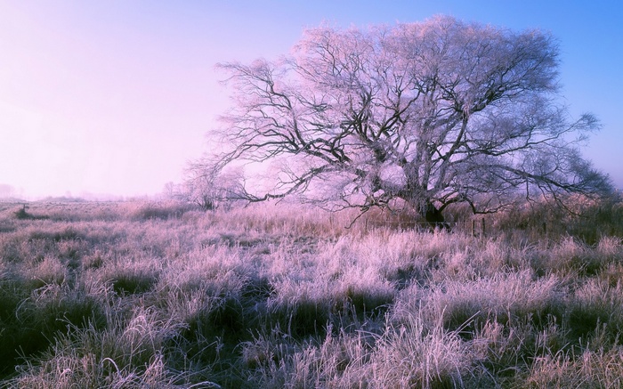 Frosted tree in a winter field at sunrise