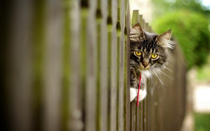 A cat peeks through a wooden fence