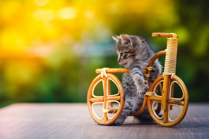 Kitten on a miniature bicycle outdoors